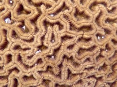 Symetrical Brain Coral (Close)